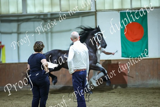 24 Friesian Keuring