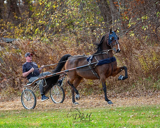 Mike Carpenter Stables