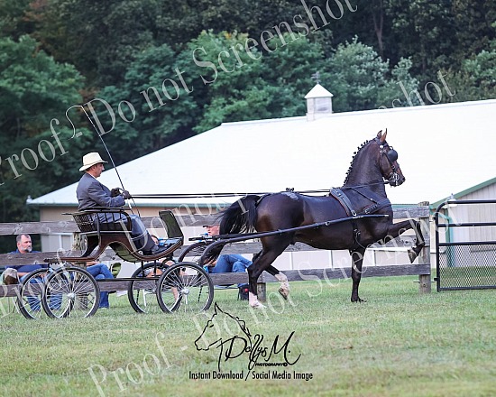 25 Dutch Harness Keuring PA
