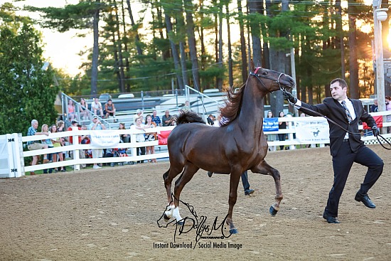 Charlotte Tyler Proofs